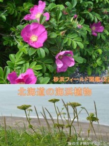 砂浜フィールド図鑑2_北海道の海浜植物